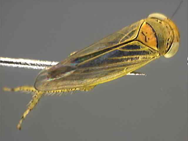 Cicadellidae 2